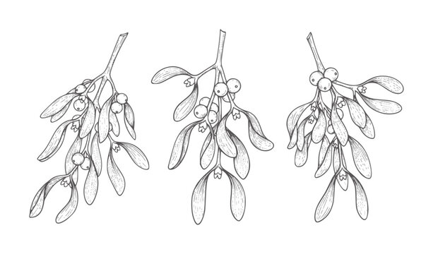 Three line of mistletoe sprigs with berries berry plant botanical