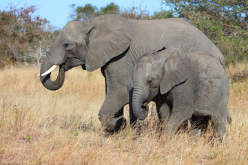 Fototapeta premium Afrikanischer Elefant / African elephant / Loxodonta africana