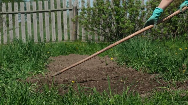 Side view of a gardener leveling rich soil with metal rake