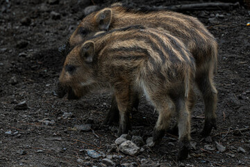 Young wild boars standing together on forest ground © Andreas