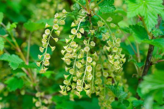 Flowers of redcurrant or red currant (Ribes rubrum)