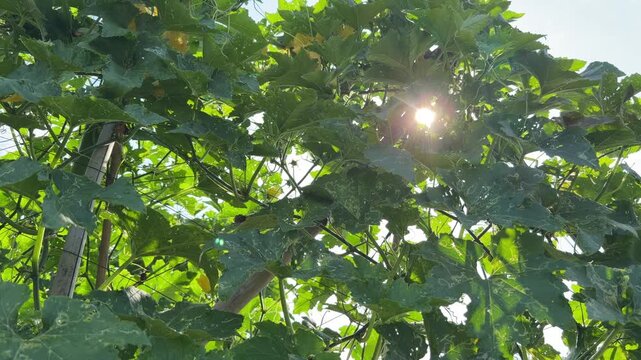 Sun rays pass through dense plantation leaves forming glowing light patterns against bright daytime sky creating a tranquil tropical vegetation scene. Tropical landscape.