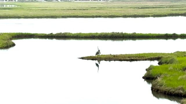 One Grey Heron and Canadian Goose standing on a salt flat in Fenwick Island Delaware.