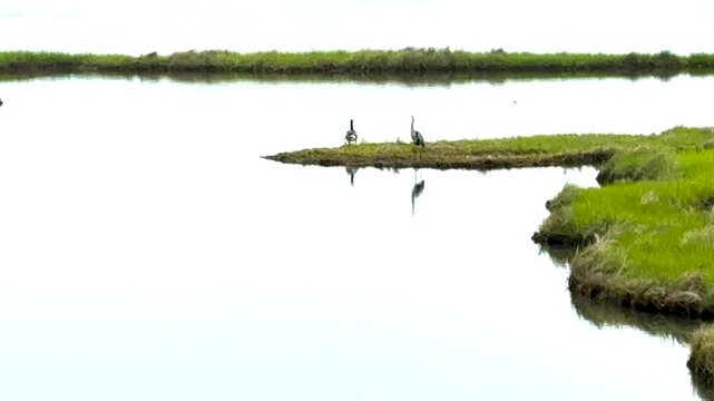 One Grey Heron and Canadian Goose standing on a salt flat in Fenwick Island Delaware.