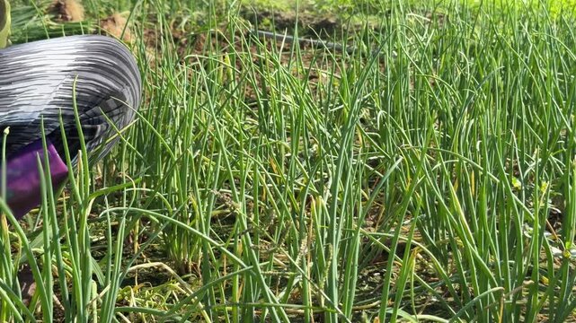 A farmer holds a bundle of freshly picked green onions after removing plants from cultivated ground during routine vegetable collection across a rural planting zone. Fresh harvest.