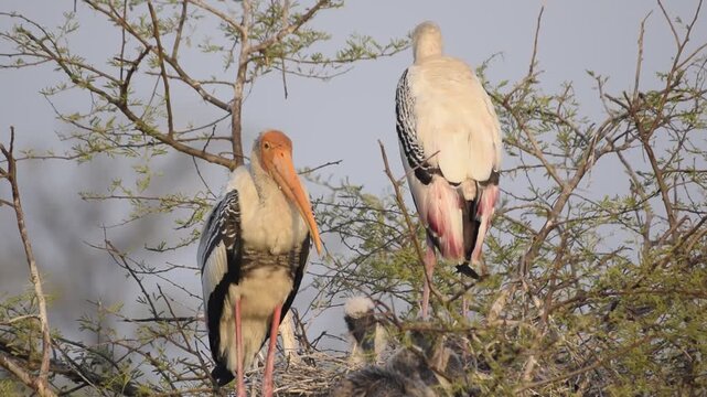 Migratory birds resting on trees after long journey