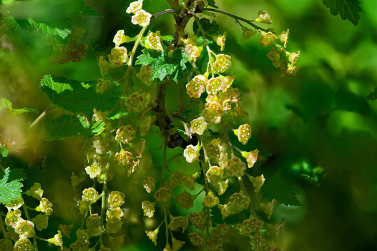Flowers of redcurrant or red currant (Ribes rubrum)