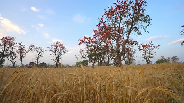 Flame of the Forest is a sacred tree with orange-red flowers used for medicine, dye, and wildlife food in Indian forests