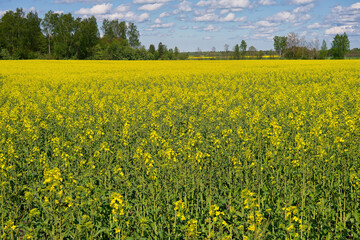 Fototapeta premium Field of rape, flowerinh in the middle of May.