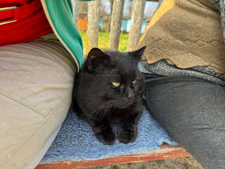 Black cat sitting on a bench among people © Таня Матул