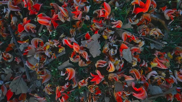 Flame of the Forest is a sacred tree with orange-red flowers used for medicine, dye, and wildlife food in Indian forests