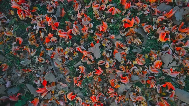 Flame of the Forest is a sacred tree with orange-red flowers used for medicine, dye, and wildlife food in Indian forests