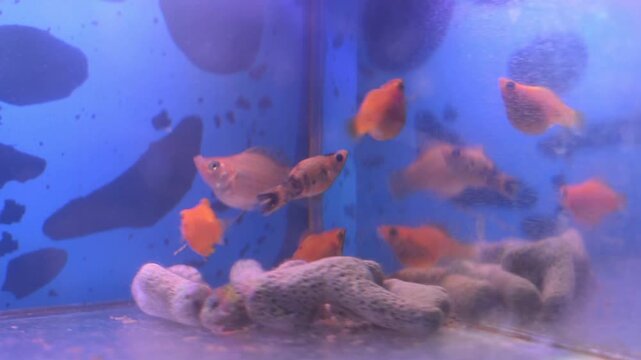 Senegal Bichir Polypterus Senegalus with Platy and Oscar Fishes in Aquarium
