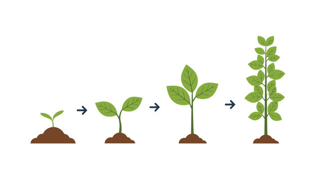 Infographic showing the chronological stages of plant growth from a small sprout to a mature leafy green plant.