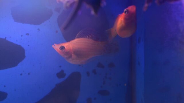 orange molly fish swimming in home aquarium tank