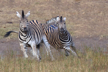 Obraz premium Steppenzebra / Burchell's zebra / Equus quagga burchellii