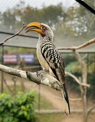 Obraz premium Yellow-billed Hornbill perched on a branch in a zoo enclosure.