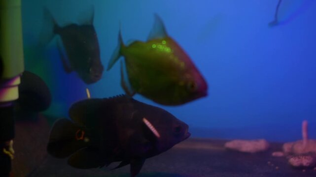 Silver Dollar Fishes Metynnis Argenteus Catching Food in Aquarium
