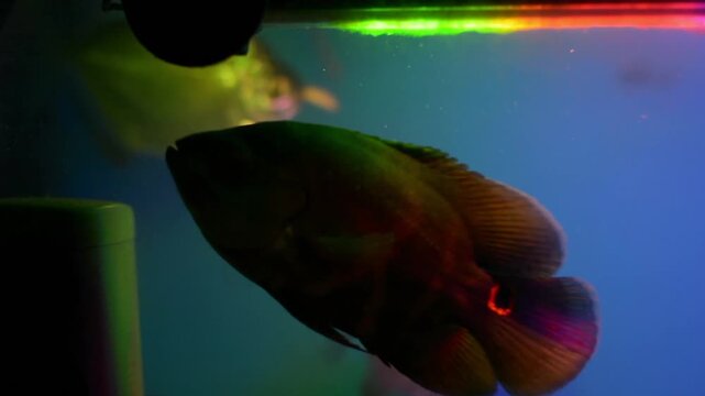 Silver Dollar Fish Metynnis Argenteus in Blue Lit Fish Tank
