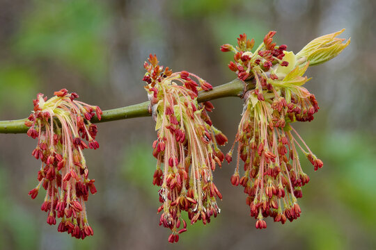 Flowers of box elder in the beginning of May.