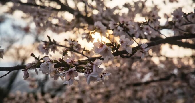 Silhouette of spring cherry blossom branches with sunset background, slow motion