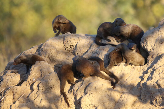 S&uuml;dliche Zwergmanguste auf Termitenh&uuml;gel / Dwarf mongoose at Termit's nest / Helogale parvula