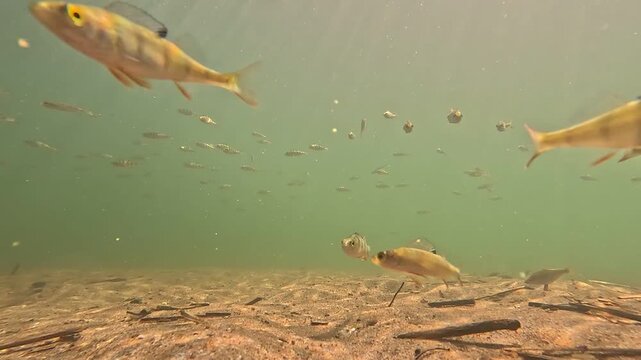 School of small perch swimming through the underwater world of a freshwater lake near Pl&ouml;tzky. Natural wildlife footage showing native fish in their habitat.