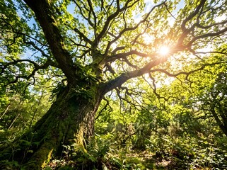 Fototapeta premium Ancient oak tree canopy sunlight forest woodland scene