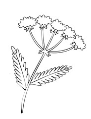 Yarrow flower botanical line art vector illustration © kateryna zakorko
