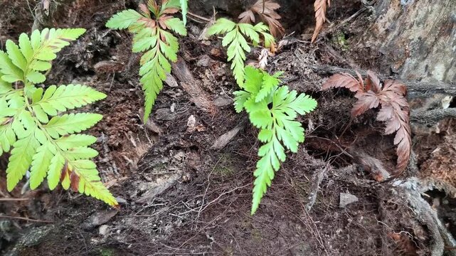 Asplenium adiantum nigrum grow on bark