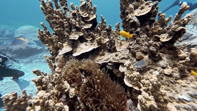 Marine life around Porites cylindrica coral at Net Channel point, Iriomote Island, Okinawa, Japan
