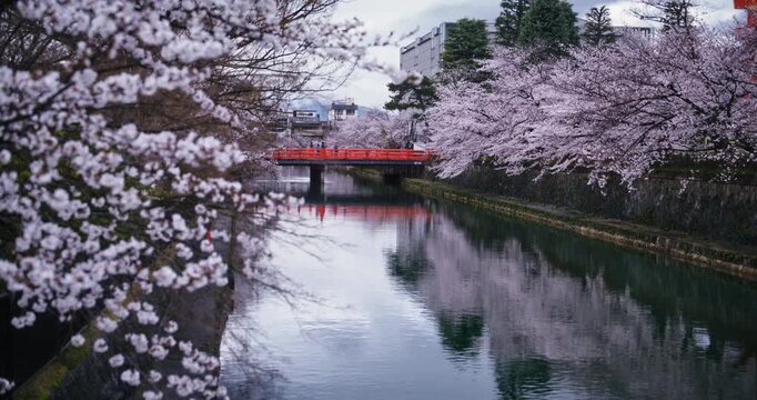 Beautiful view of old Japanese bridge, canal and spring cherry blossom trees - wide shot