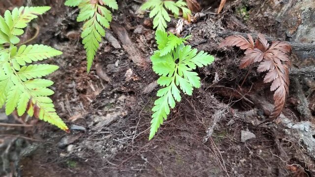Asplenium adiantum nigrum on palm tree