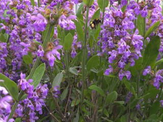Obraz premium purple flowers in the garden