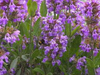 Obraz premium field of lavender