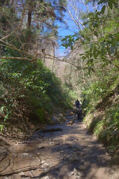 Spring hiking on Mount Takao's stream-side trail with dappled light.