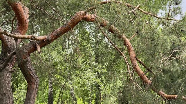 Unique curved branches of a pine tree in a green summer forest