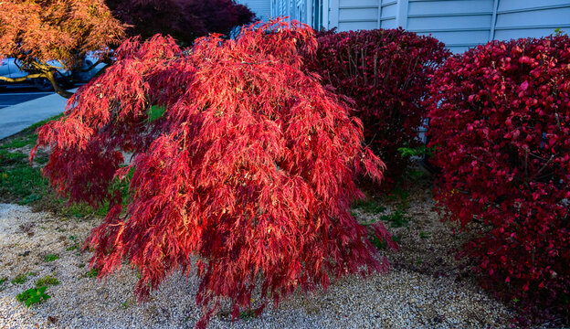 Christiansburg, Virginia, The image features Japanese maple leaves (Acer palmatum)