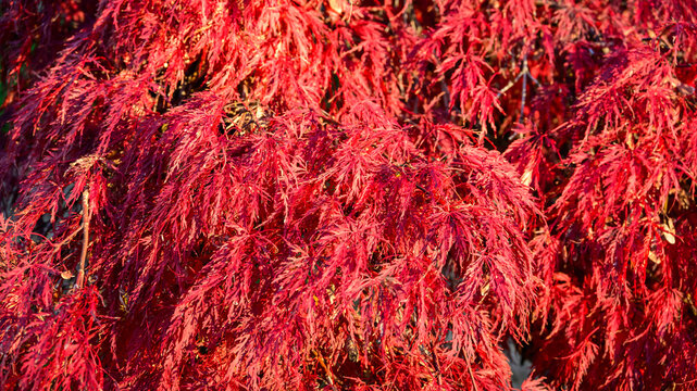 Christiansburg, Virginia, The image features Japanese maple leaves (Acer palmatum)