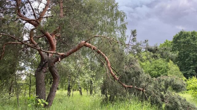Majestic bent pine tree in a lush summer forest under overcast sky
