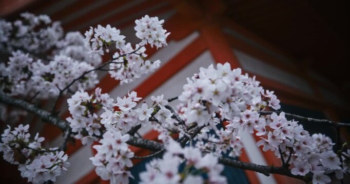 Spring cherry blossom branch in front of ancient Japanese shrine - closeup, steady cam movement