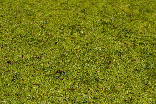 Green duckweed plant surface background texture covering water of small pond in summer