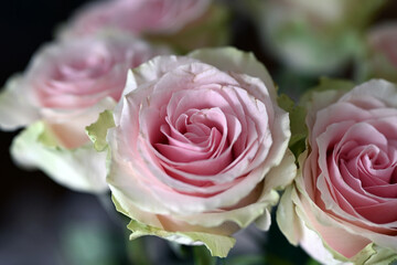 colorful roses in a vase on the table © Piotr