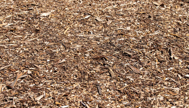 Natural brown wood chips and bark mulch covering ground in garden as textured background