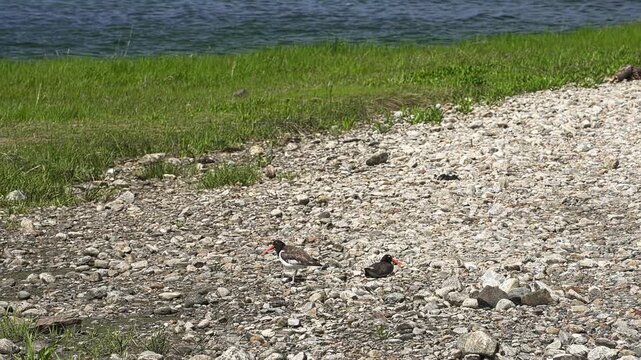 Two american oyster catchers resting on a rocky shore. The birds, with their distinctive bright orange beaks, stand near the grassy riverbank