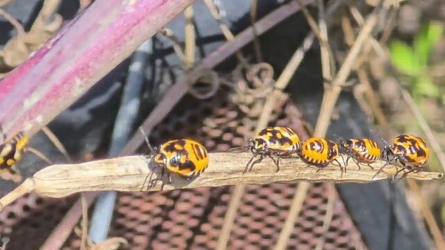 

Extreme macro of shield bug nymphs sunbathing and playing musical chairs on a dry twig under bright natural sunlight.#006

