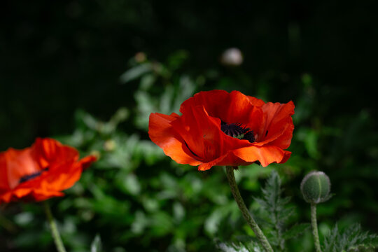 Nat&uuml;rliche Blumenfotografie einer roten Klatschmohnbl&uuml;te mit lebendigen Sommerfarben
