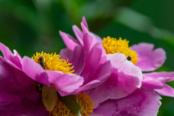 Obraz premium Farbenfrohe Pfingstrosengruppe in Pink mit natürlichem Bokeh und frischer Gartenkulisse
