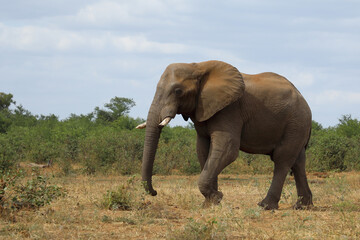 Fototapeta premium Afrikanischer Elefant / African elephant / Loxodonta africana