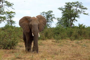 Fototapeta premium Afrikanischer Elefant / African elephant / Loxodonta africana